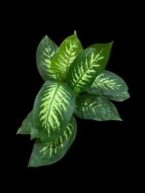 Dieffenbachia Tropic Snow